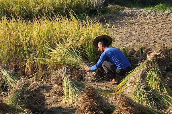 Que signifie rêver de couper le riz