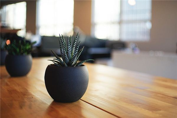 Que signifie rêver des plantes en pot