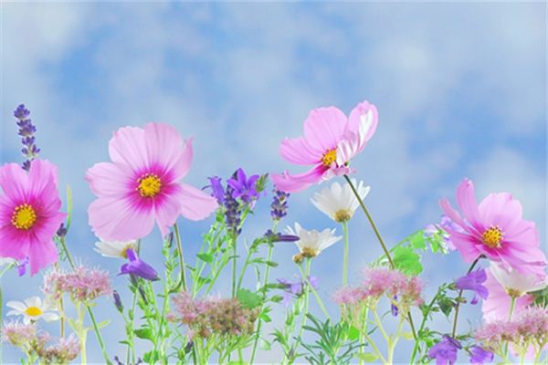 Que signifie rêver de toutes sortes de fleurs fleurissant