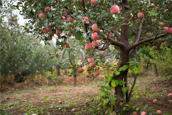 Que signifie rêver de beaucoup de fruits rouges avec des fruits rouges