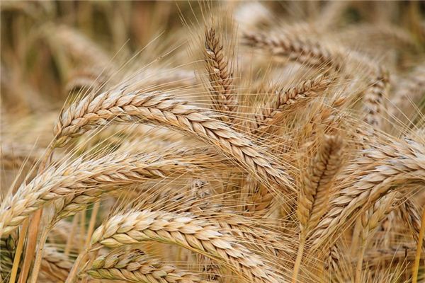Que signifie rêver de Valley Bran?