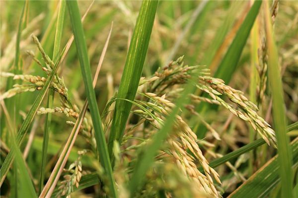 Que signifie rêver de pile de riz