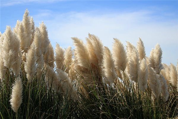Que signifie rêver de Reed