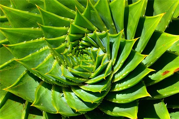 Que signifie rêver des fleurs d’aloe vera
