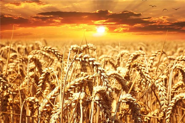 Que signifie rêver de grain