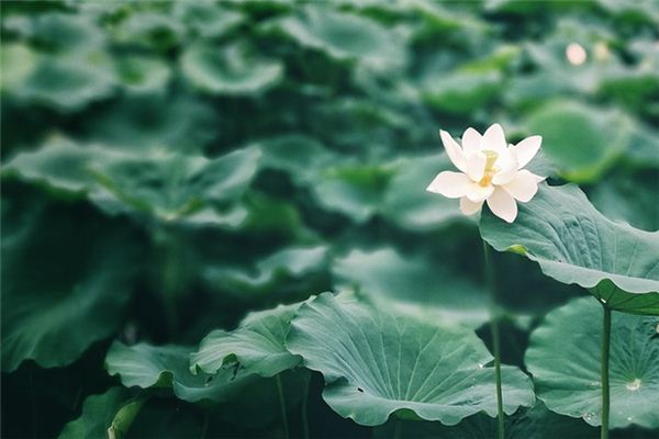 Que signifie rêver de Lotus Leaf?