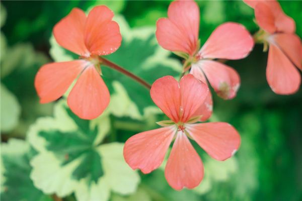Que signifie rêver des feuilles rouges