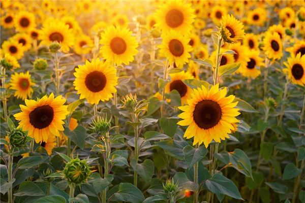 Que signifie rêver de tournesol