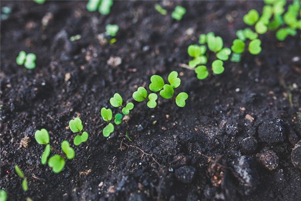 Que signifie rêver de germination des graines