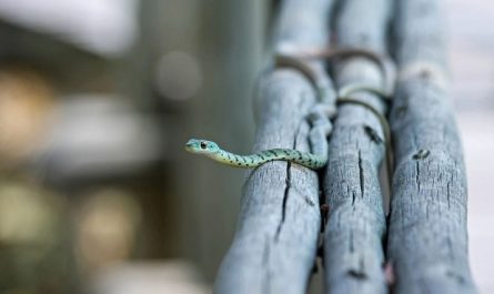 rêver de grands serpents