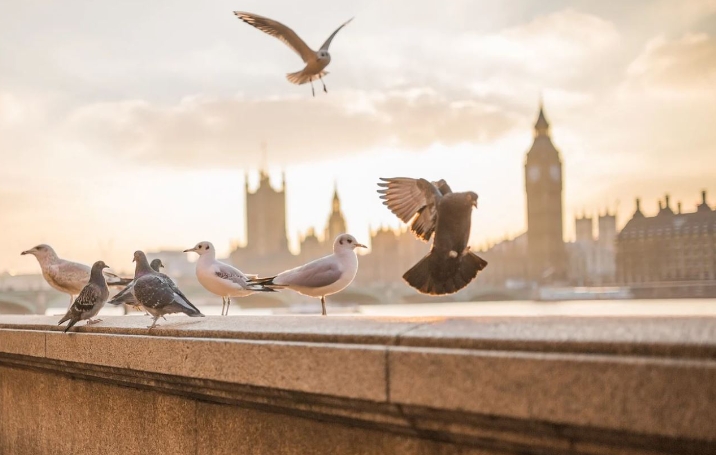 42 Interprétations de rêves d’oiseaux