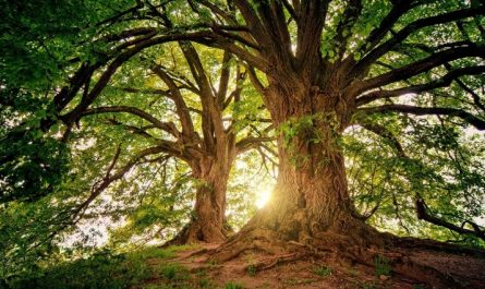 rêver de grands arbres