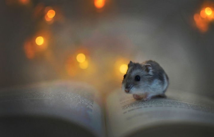 rêve de la souris