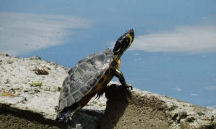 rêver de tortues