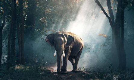 rêves d’éléphants