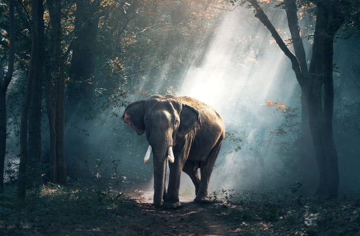 rêves d’éléphants