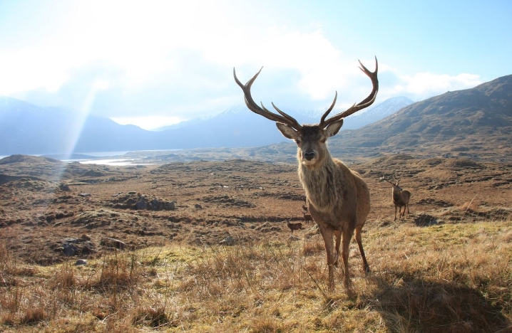 rêves de cerf