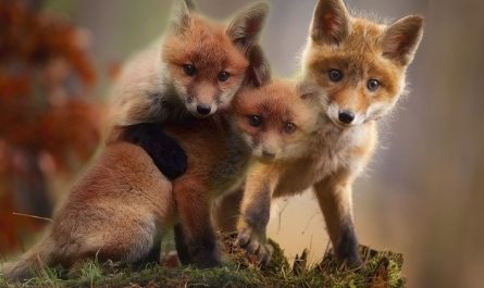 rêve du renard