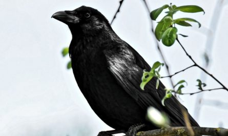 rêve du corbeau