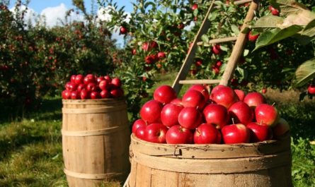 rêves de pommes