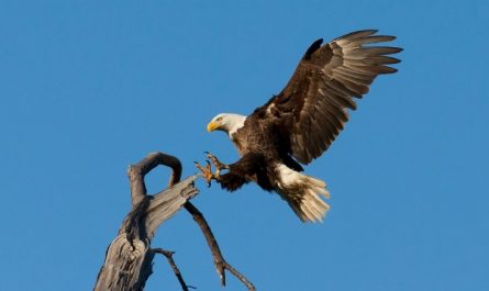 Rêver d’un aigle