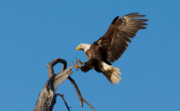 39 signification symbolique des aigles rêveurs