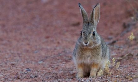 Rêver de lapins