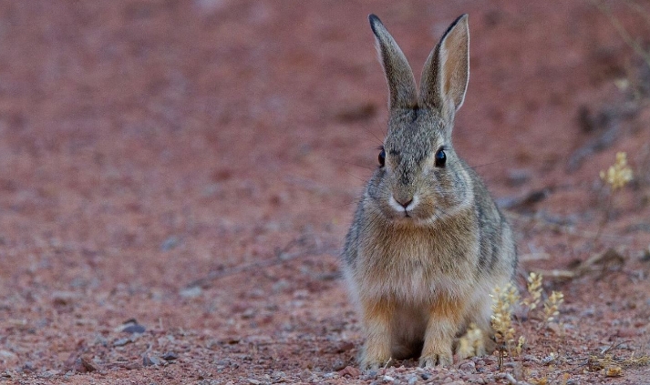 31 signification symbolique du lapin rêveur