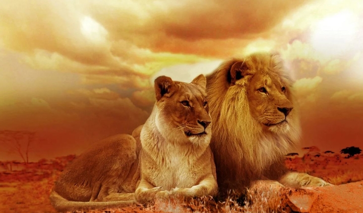 43 signification expliquée de rêver d’un lion