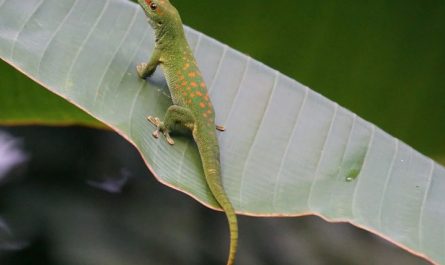 J’ai rêvé d’un lézard