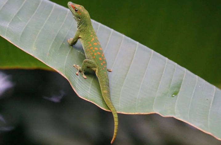 31 signification explicative des lézards rêveurs
