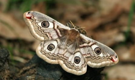 rêve de papillons de nuit