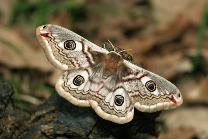24 signification explicative du rêve de papillons de nuit