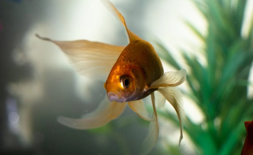19 signification explicative de rêver de poissons rouges