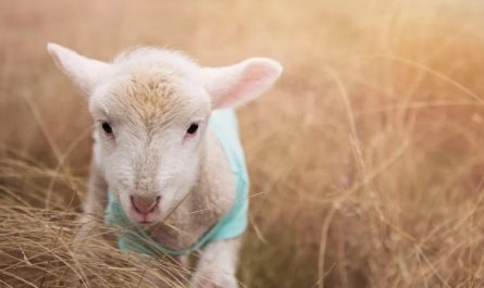 rêver de moutons