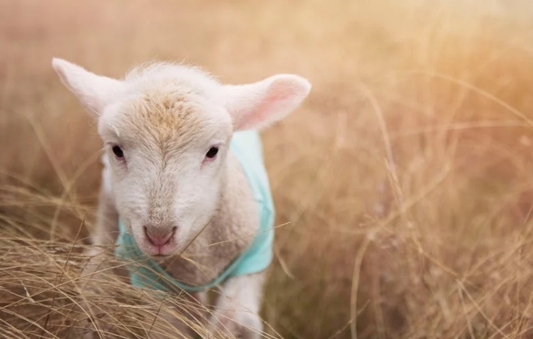33 interprétations de rêver de moutons