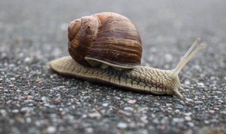 Rêver d’un escargot