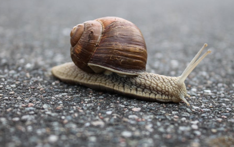 14 signification explicative des escargots rêveurs