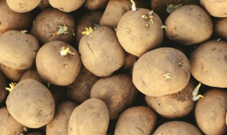 rêver de pommes de terre