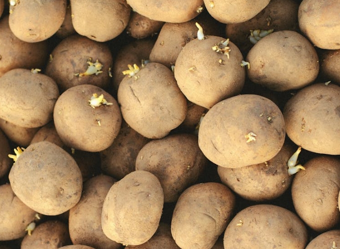 22 Signification explicative de rêver de pommes de terre