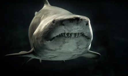 rêver de requins