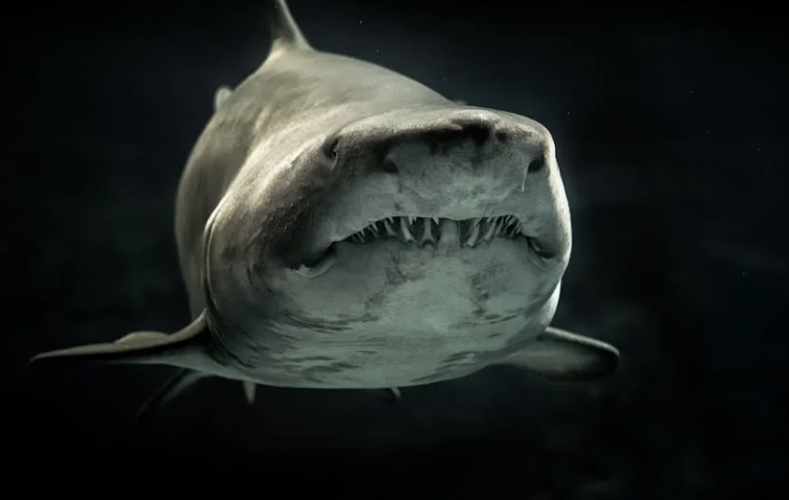 rêver de requins