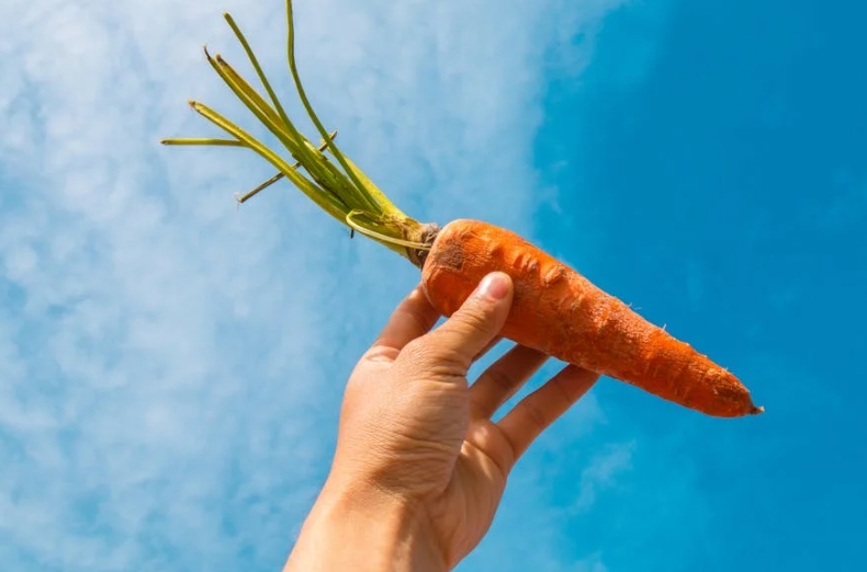 rêver de carottes