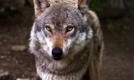 rêver de loups