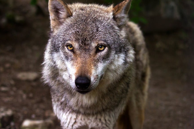 rêver de loups