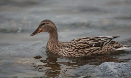 rêve de canard