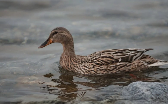 rêve de canard