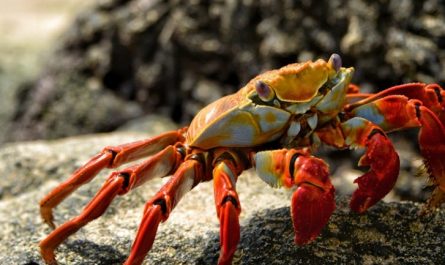 rêve de crabe