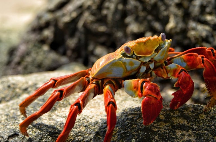 rêve de crabe