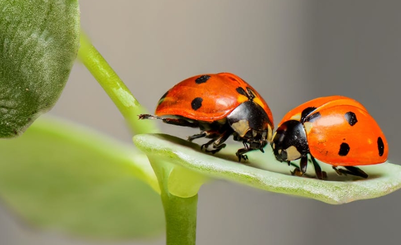 49 signification explicative des insectes rêveurs